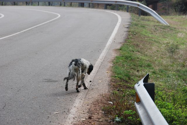 abandono.jpg