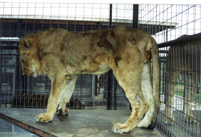 animales-circo.jpg